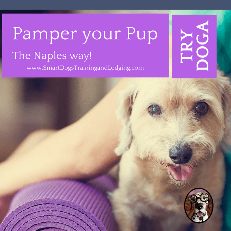 pamper your dog