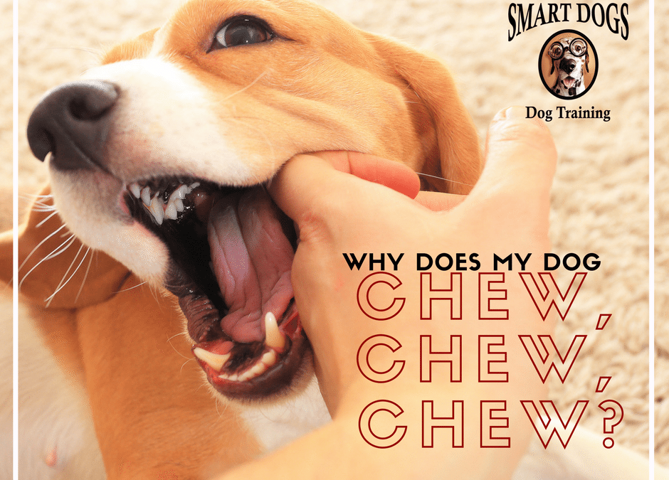 Why does my dog chew?