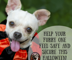 Tricks and Treats: Tips for a Safe Halloween with Your Dog