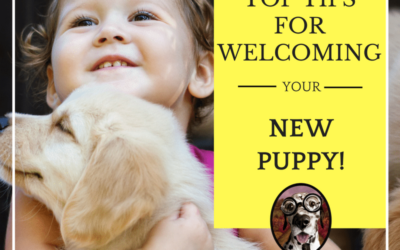 A Peaceful Home: Strategies for Introducing a New Puppy to Your Family